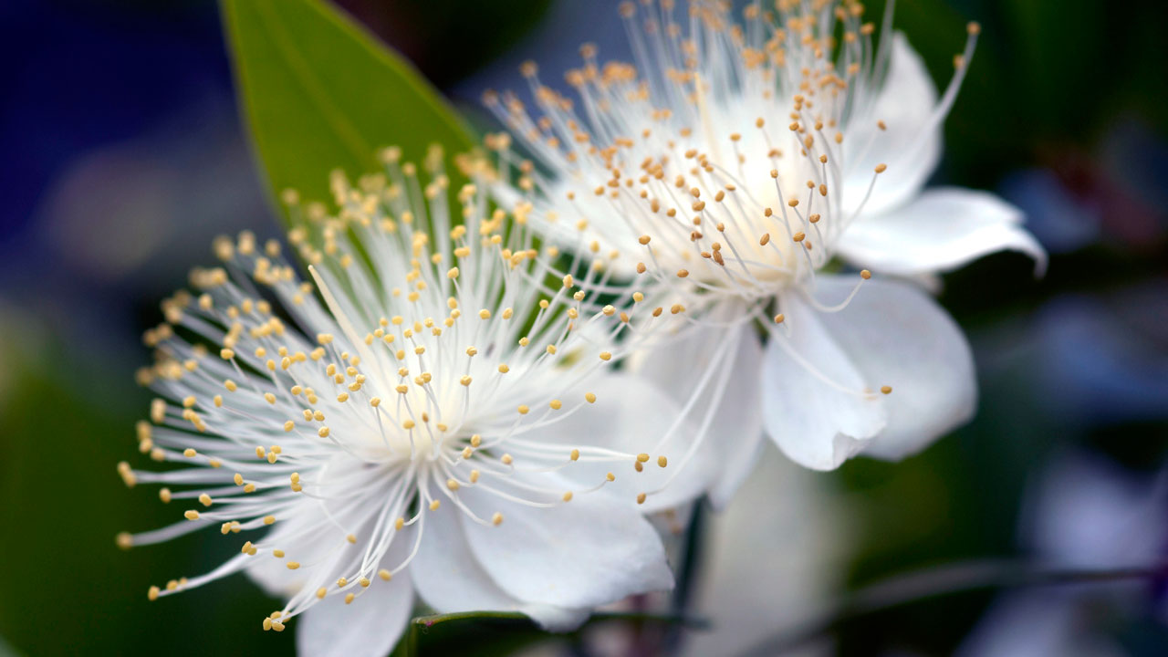 Duchess Meghan's Bouquet, A Royal Disaster - Weddings Tasmania